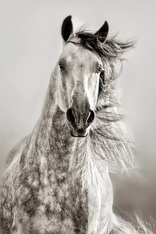 Caballo de Andaluz