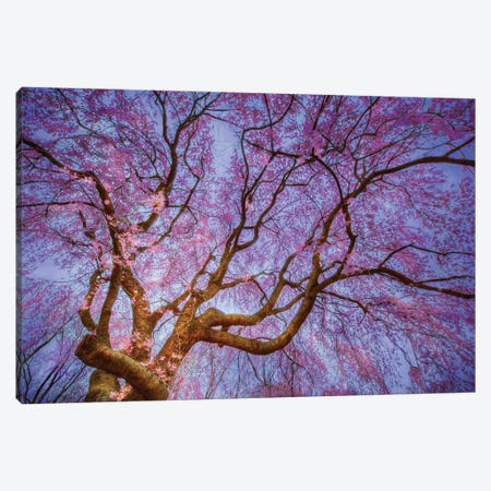 Weeping Cherry Canvas Print #ICS729} by Natalie Mikaels Canvas Print
