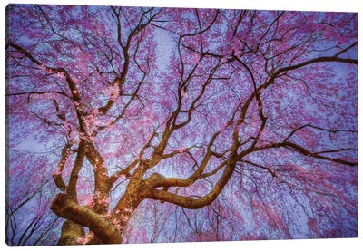 Weeping Cherry Canvas Art Print - Natalie Mikaels