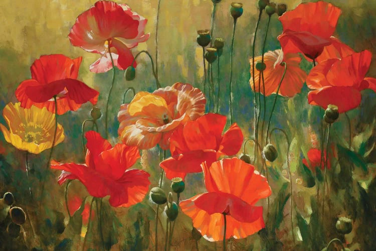 Poppy Fields