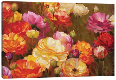 Ranunculus Garden Canvas Art Print - Ranunculus Art