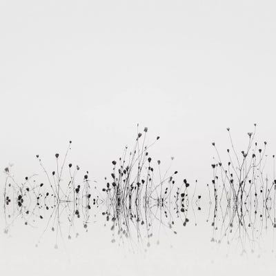 Reflections by Nicholas Bell Photography art print