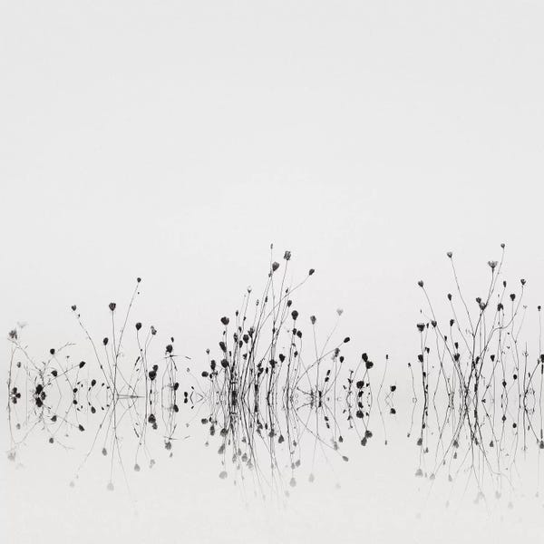 Minimalist Flowers: Reflections by Nicholas Bell Photography