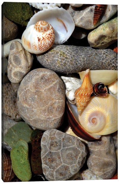 Petoskey Stones II Canvas Art Print - Sea Shell Art