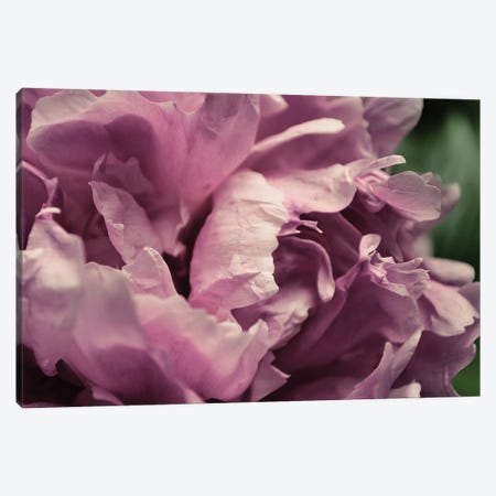 Pink Peony In Morning Canvas Print #ICS844} by Michelle Calkins Art Print