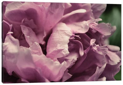 Pink Peony In Morning Canvas Art Print