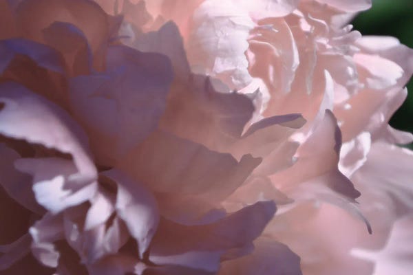 Peonies: Velvet Peony I by Michelle Calkins