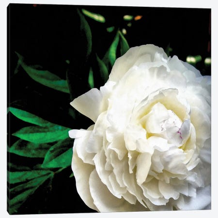 White Peony Canvas Print #ICS848} by Michelle Calkins Canvas Wall Art