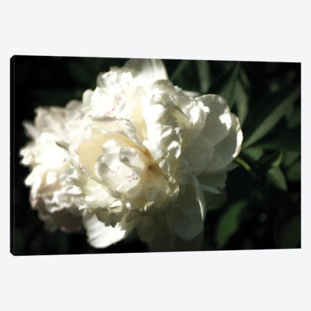 White Peony In Spring Canvas Print #ICS849} by Michelle Calkins Canvas Art