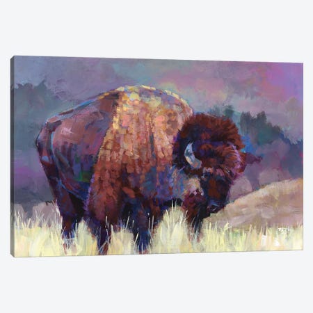 Buffalo Roam Canvas Print #ICS879} by Robert Jackson Art Print