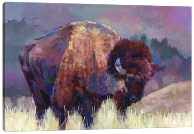 Buffalo Roam Canvas Art Print