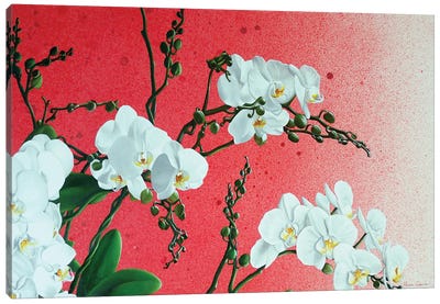 White Orchids Canvas Art Print - Ilaria Caputo