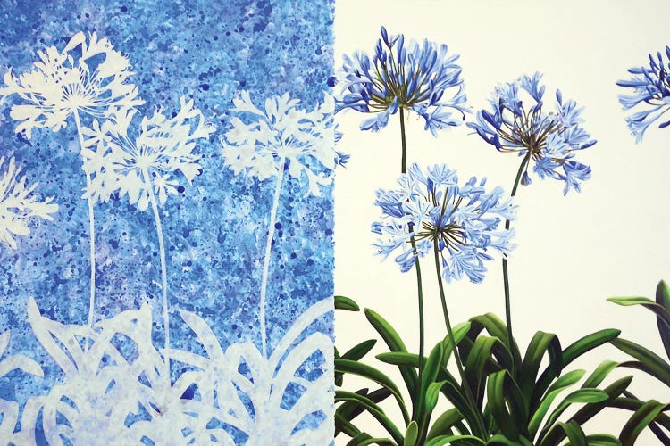 Agapanthus