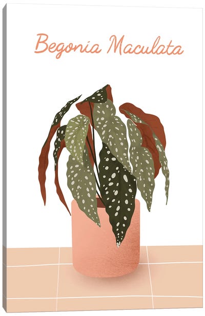 Begonia Maculata Canvas Art Print - Plant Mom