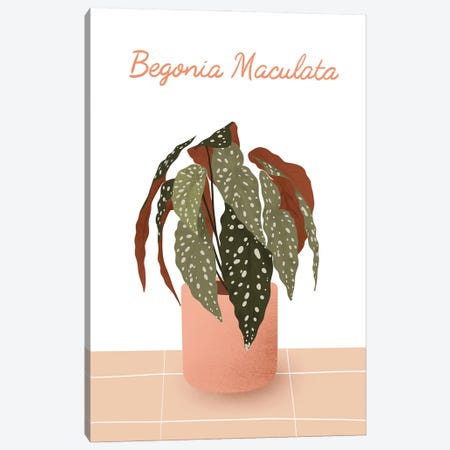 Begonia Maculata Canvas Print #IFH27} by ItsFunnyHowww Canvas Print
