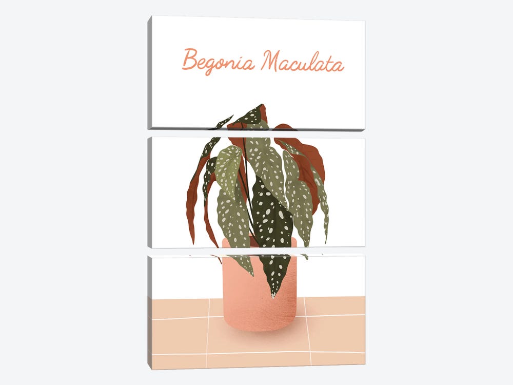 Begonia Maculata by ItsFunnyHowww 3-piece Canvas Art Print
