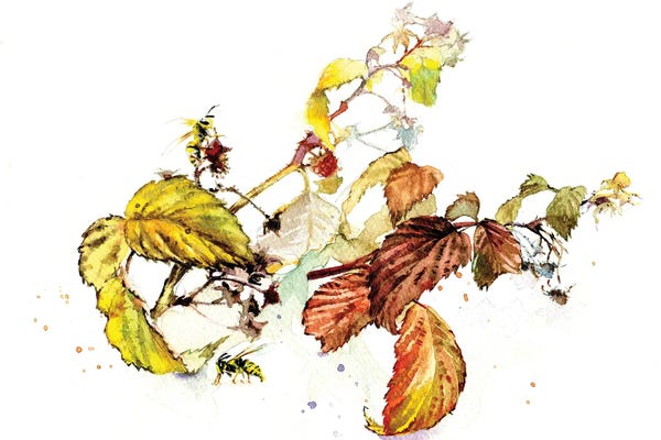 Marina Ignatova: Raspberry Sprigs by Marina Ignatova