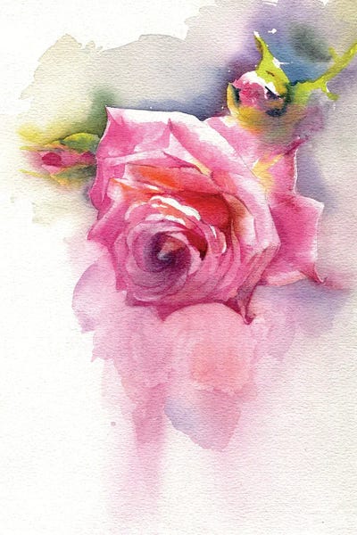 Rose by Marina Ignatova framed wall art