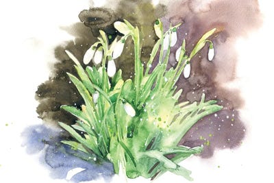 Snowdrops II by Marina Ignatova framed wall art