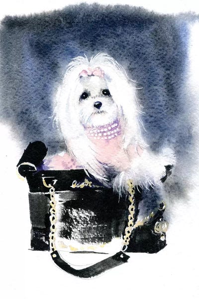 Havanese: Dog II by Marina Ignatova