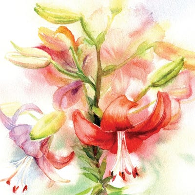 Red Lilies by Marina Ignatova canvas print