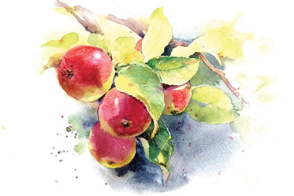 Apple Trees: Red Apples by Marina Ignatova