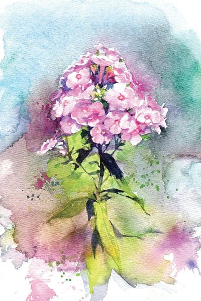 Marina Ignatova: Phlox by Marina Ignatova