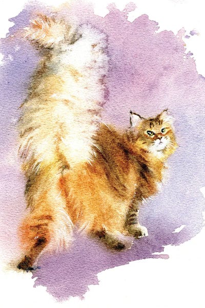 Persians: Beautiful Tail by Marina Ignatova