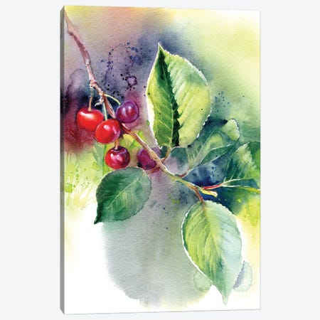Cherry Canvas Print #IGN155} by Marina Ignatova Art Print