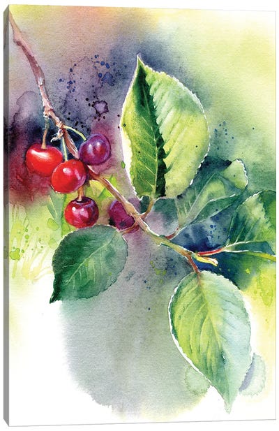 Cherry Canvas Art Print - Marina Ignatova