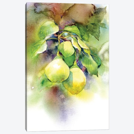 Pears Canvas Print #IGN156} by Marina Ignatova Art Print