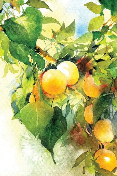 Apricots Ripen by Marina Ignatova canvas print