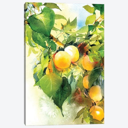 Apricots Ripen Canvas Print #IGN161} by Marina Ignatova Canvas Print