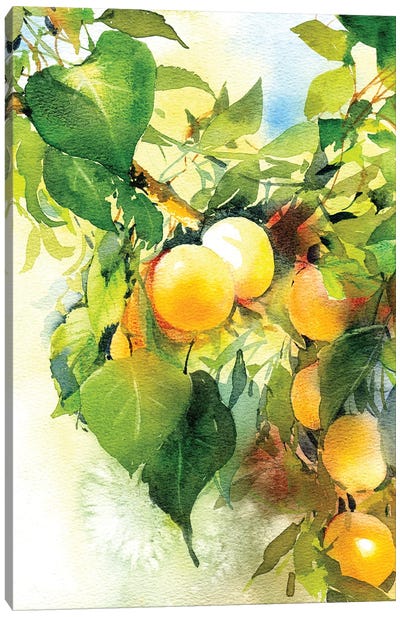 Apricots Ripen Canvas Art Print - Marina Ignatova