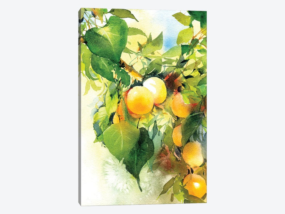 Apricots Ripen by Marina Ignatova 1-piece Art Print