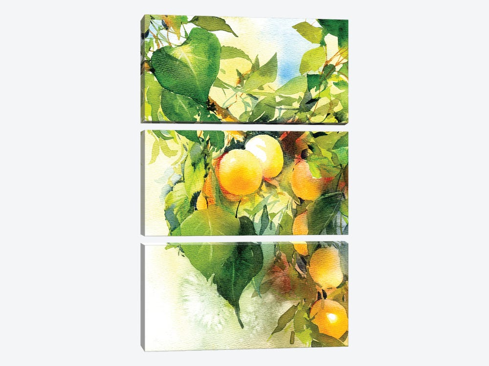 Apricots Ripen by Marina Ignatova 3-piece Art Print