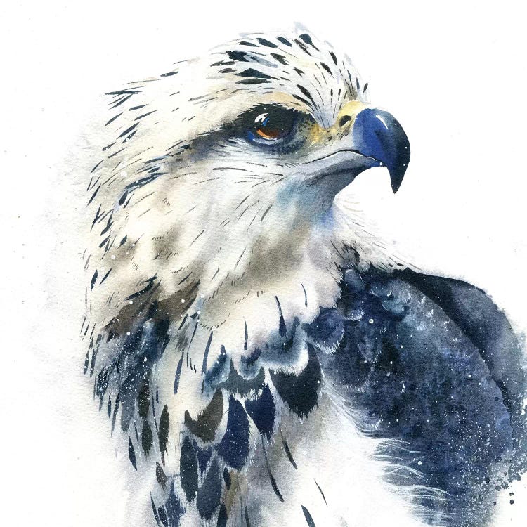 Hawk
