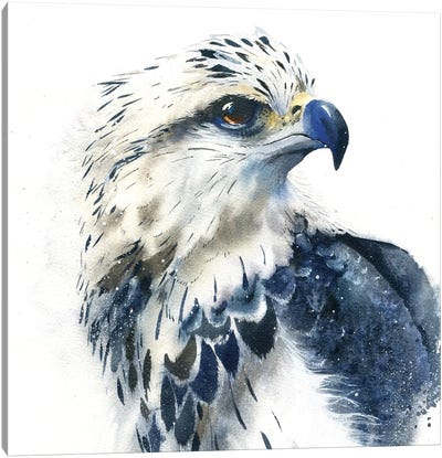 Hawk Canvas Art Print - Marina Ignatova