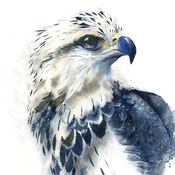 Cabin & Lodge Décor: Hawk by Marina Ignatova