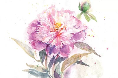 Pion by Marina Ignatova canvas print