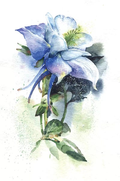 Aquilegia by Marina Ignatova canvas print