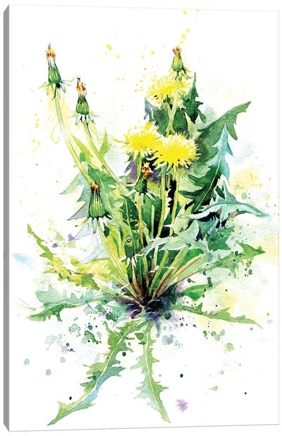Dandelion Canvas Art Print - Dandelion Art