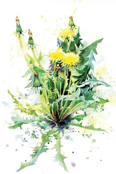 Dandelions: Dandelion by Marina Ignatova