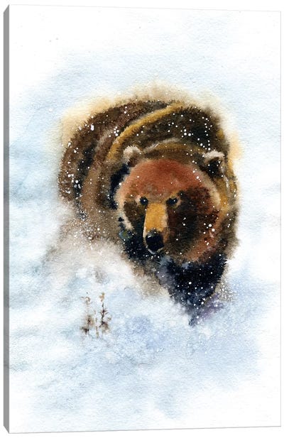 Bear Canvas Art Print - Marina Ignatova