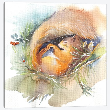 Sleeping Squirrel Canvas Print #IGN70} by Marina Ignatova Canvas Wall Art
