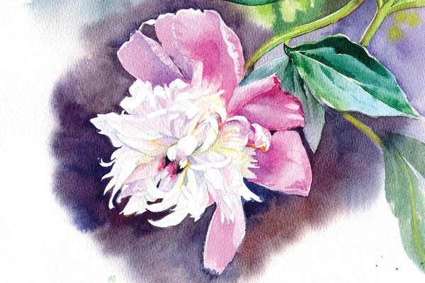 Peonies: Peony II by Marina Ignatova
