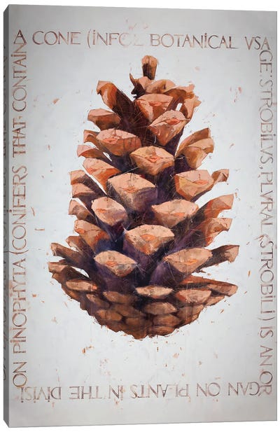 Cone Canvas Art Print - Botanical Illustrations