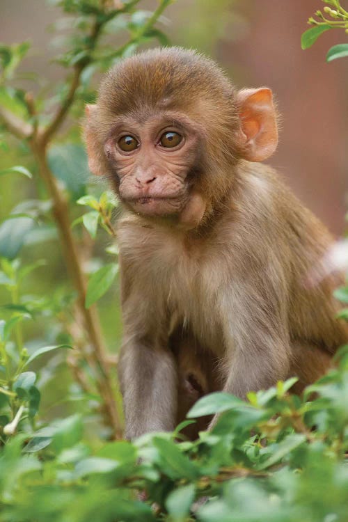 Rhesus Monkey Baby, Monkey Temple, Jaipur, Rajasthan, India