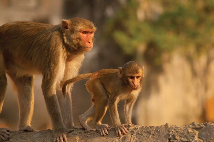 Rhesus Monkey Mother And Baby, Monkey Temple, Jaipur, Rajasthan, India