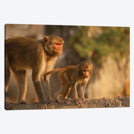 Rhesus Monkey Mother And Baby, Monkey Temple, Jaipur, Rajasthan, India. Canvas Print #IHO4} by Inger Hogstrom Canvas Art Print